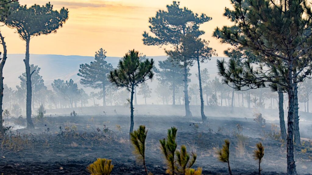 A poignant scene of a recently burned forest, captured at sunset.