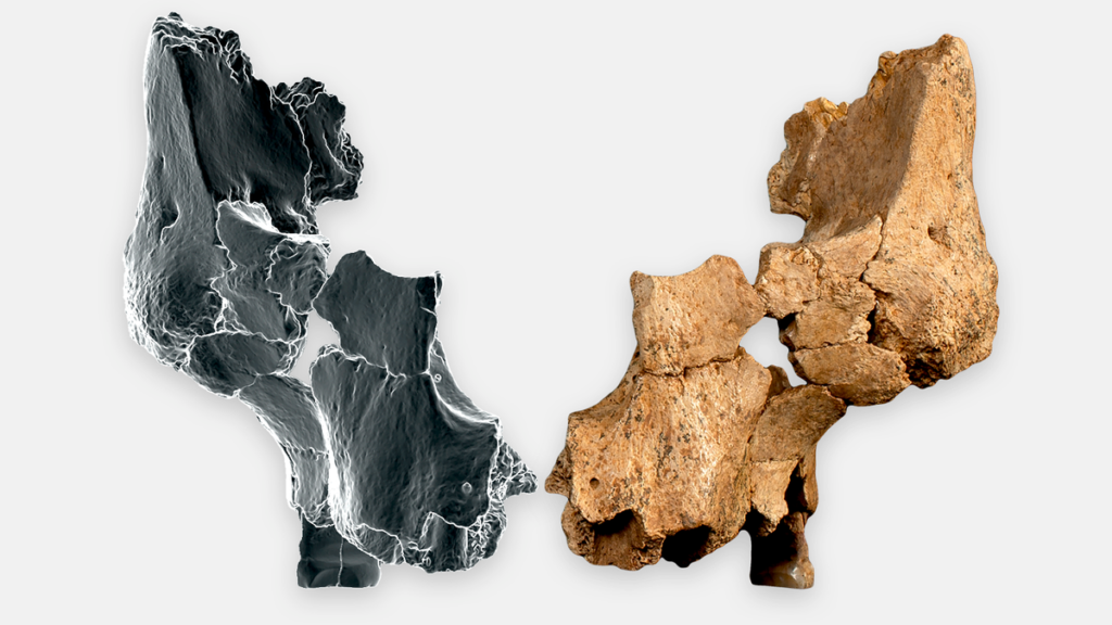 Fossil upper left jaw and cheekbone alongside a recreation of the right side from H. aff. erectus