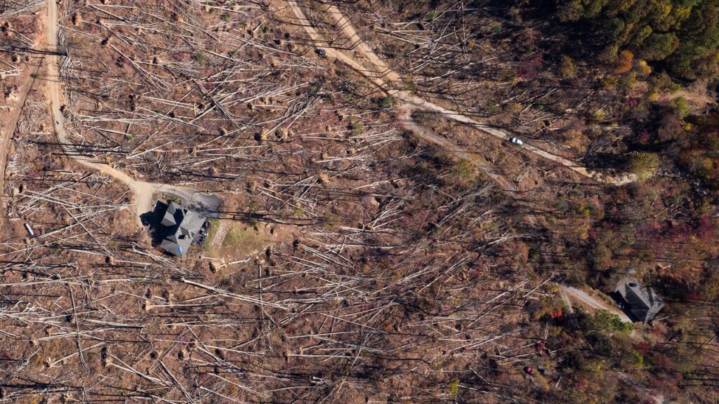 The Felling of the U.S. Forest Service