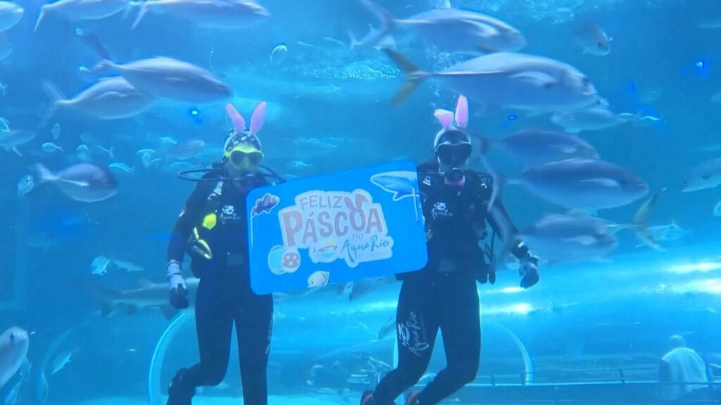 Video. Divers in bunny ears deliver Easter eggs to marine animals in Rio