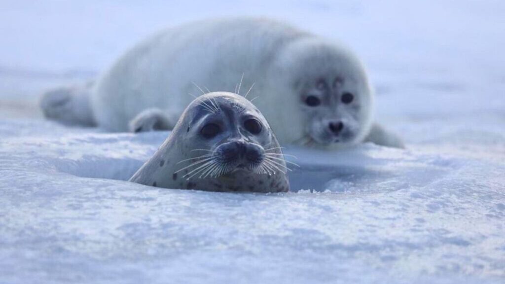Toxic dust and stressed seals: What the shrinking Caspian Sea could mean for people and nature