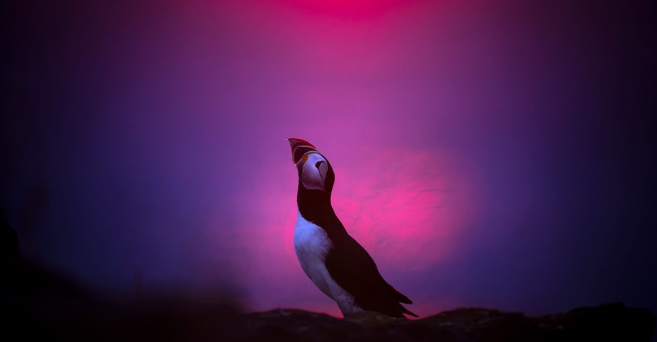 Winners of the GDT Nature Photographer of the Year 2025