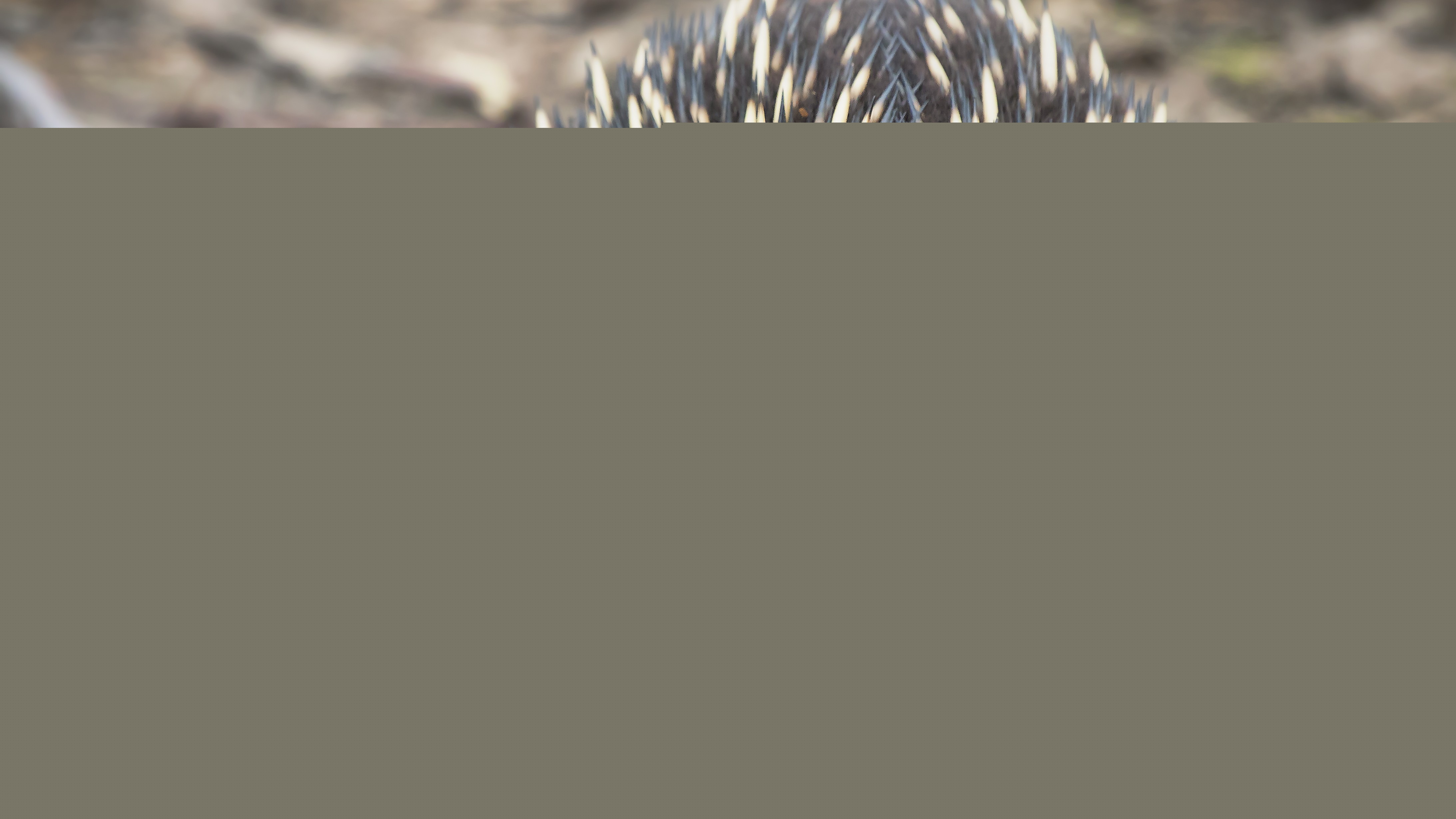 an echidna walking towards camera