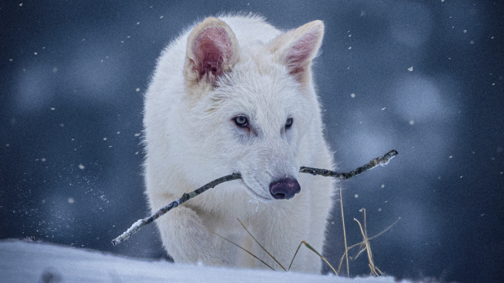 A gray wolf genetically engineered to look like a dire wolf holds a stick in its mouth as it walks in the snow.
