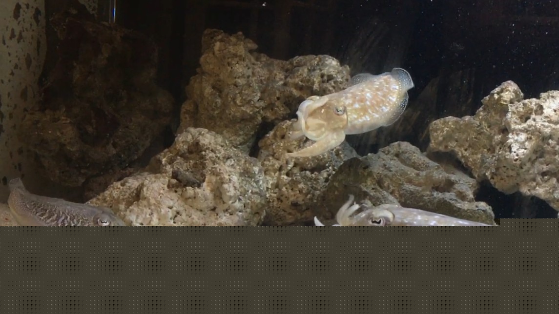 three cuttlefish in a tank facing each other