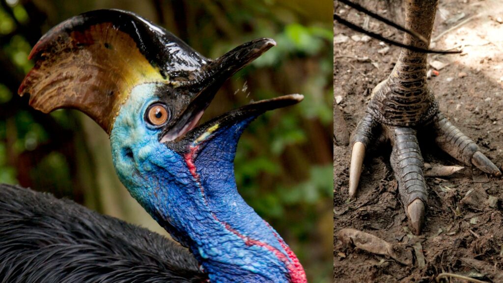 split image showing a southern cassowary rearing its head and a southern cassowary foot