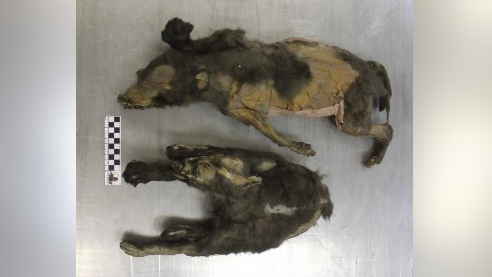 two mummified brown-fur pups on a steel table