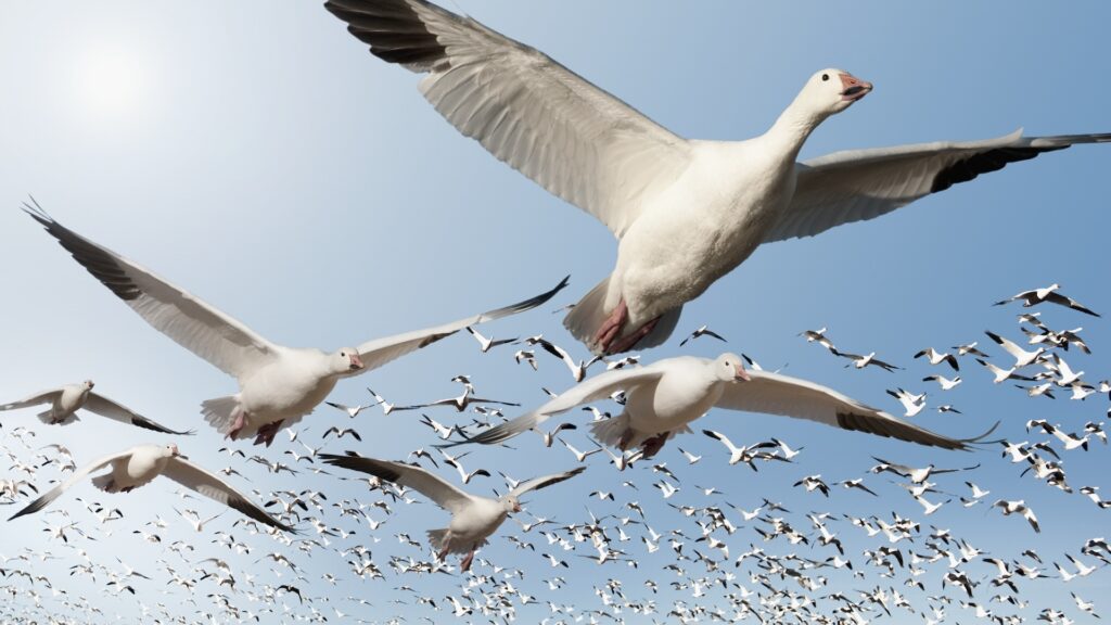 a large flock of geese flying through the sky